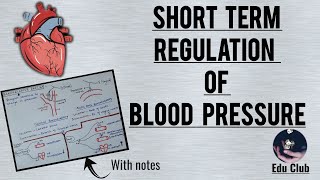 Short term regulation of blood pressure | Baroreceptor reflex || Cardiovascular Physiology