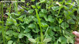 Download lagu Daun Pegagan di Habitat Aslinya