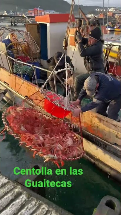 Download lagu Qué tal las centollas ? 👏