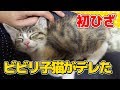 【猫】ビビリな子猫がはじめて膝上で甘えてくれた日：4日目②【kitten】