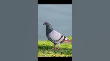 Canon EOS R7 with 70-200 USM IS II #youtubeshorts #canonr7 #r7 #eosr7 #shortvideo #shorts #canon