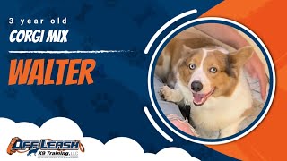 Corgi Mix Off leash Training | Best Dog Trainer | Reno, NV