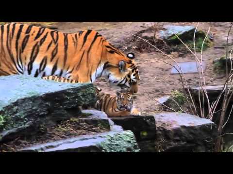 Тигрица с тигренком вышивка