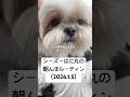【シーズー】仕事始めも超元気なはに丸の朝んぽルーティン（2026.1.5） #シーズー #shihtzu #可愛い #dog #癒し