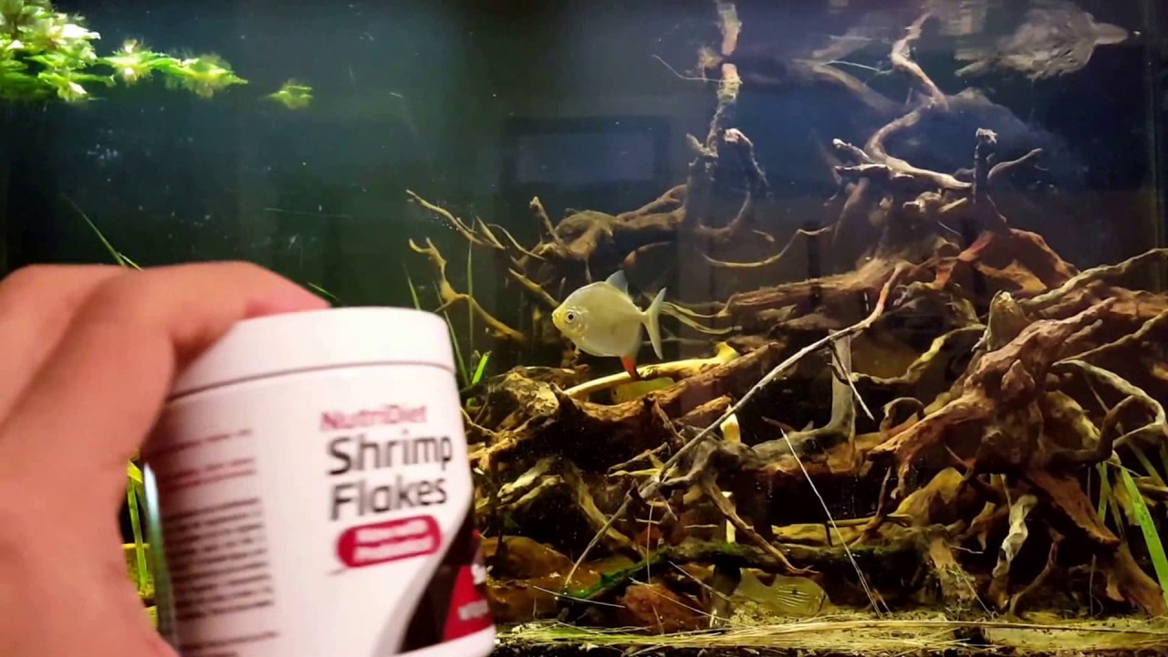 seachem tropical flakes