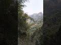 Have you ever seen the Crouching Tiger, Hidden Dragon type of bamboo forest? #natureasmr