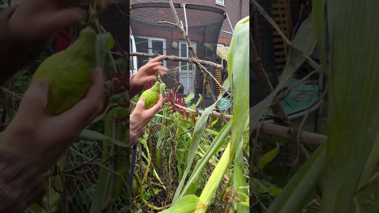 Harvesting autumn cucumbers 