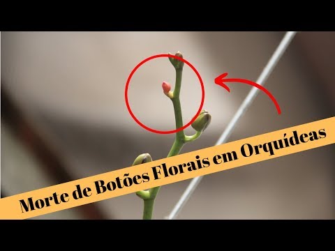 Vídeo: Por que minha orquídea está perdendo botões: causas e remédios para explosão de botões de orquídea