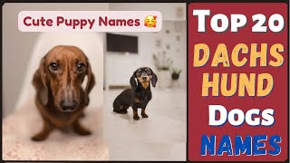 Top 20 Dog Names | Names for Dachshund | Dog Channel | Dog Name New | #Unique #Dog #Names #puppy