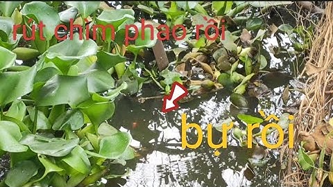 Tập 161 - Câu Cá Rô Đồng - Mùa Nước Nổi Trúng Mánh Đậm 