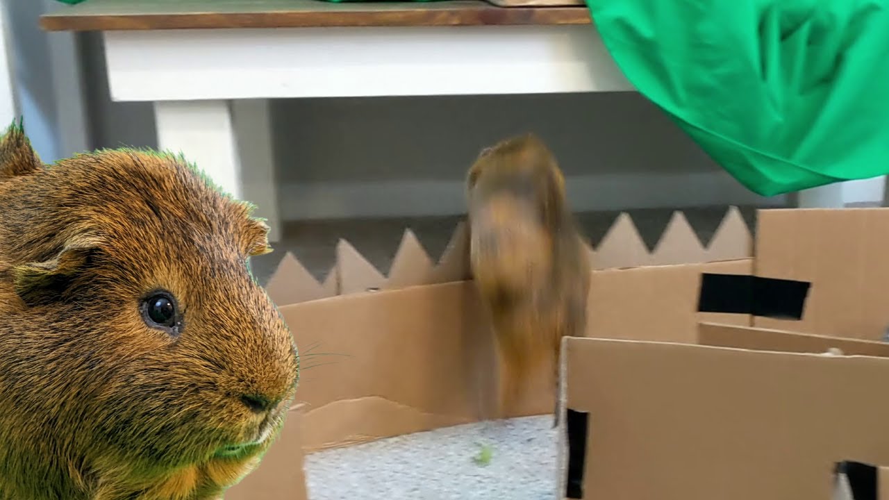 Guinea Pig Jumps Over Spiked Wall YouTube