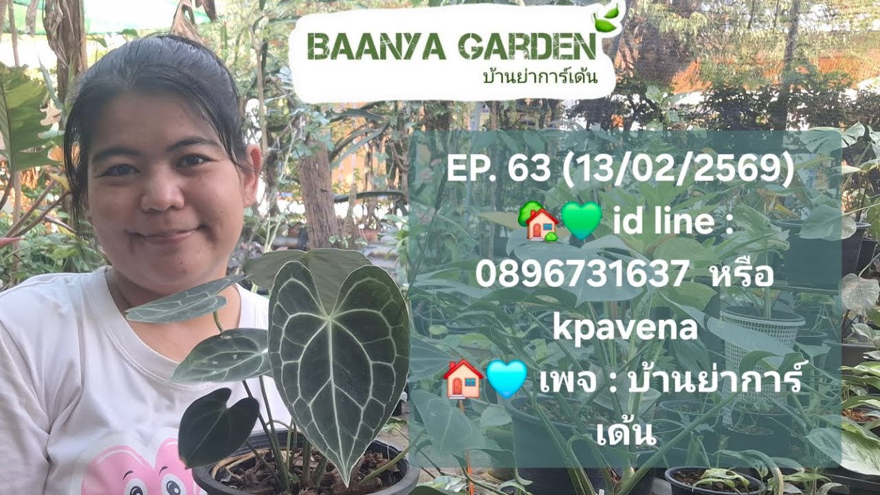 EP. 63 (13/02/2569) id line : 0896731637 ค่าจัดส่งเหมาๆ 100 บาท หน้าวัว บุษราคัม กวักมรกต ไม้ด่าง 
