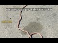 فيروز اخر ايام الصيفية فيديو كليب واقعي ١٠٠ فيروزيات الصباح 