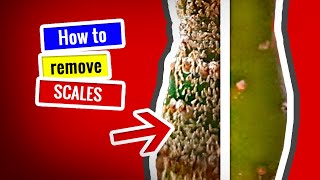 CACTUS CARE for BEGINNERS | How to remove SCALES?