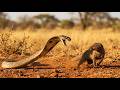 Mongoose Attacks Egyptian Cobra — Real Wildlife Encounter in African Savanna | Full Documentary