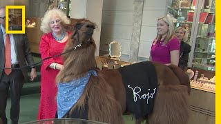 チャリティ活動の中心 リャマのロッホ | ナショジオ