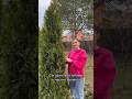 Чистка хвойных. Ещё одна важная весенняя процедура #хвойныйсад #хвойные #туя #дача #садоводничество