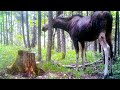 WILDLIFE: How MOOSE LIVE in the FOREST? 4 Seasons FULL DOCUMENTARY