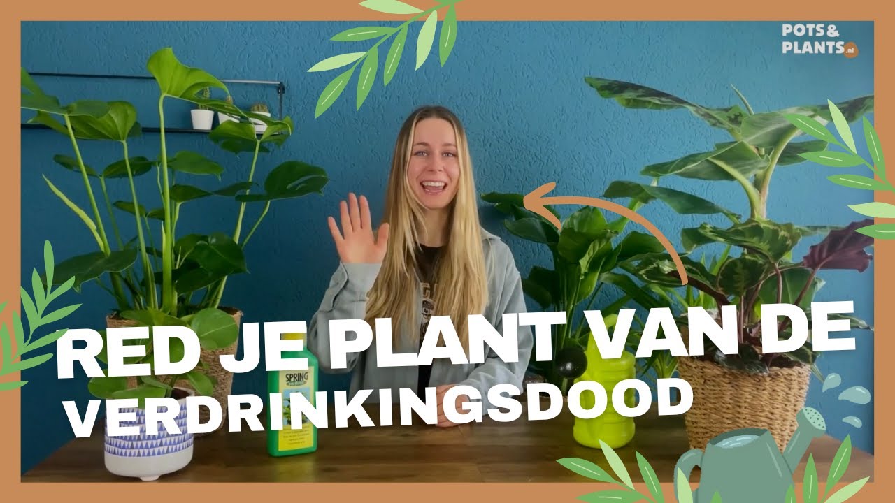 Planten water geven - Met deze tips gaat het nooit meer fout