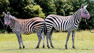 Smiley & Stripes- Platinum Equine Auction!