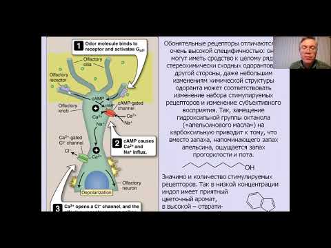 Вячеслав Дубынин ФЧЖ 4 курс 2021 лекция 7 обоняние