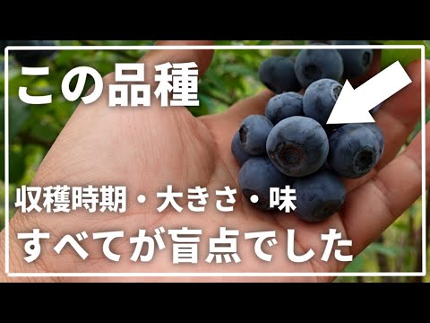 驚愕】ラビットアイ系なのに6月から収穫出来て大粒で美味しい
