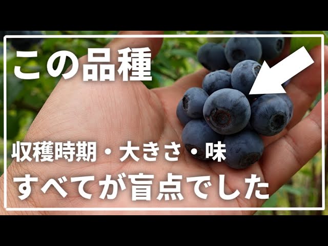 驚愕】ラビットアイ系なのに6月から収穫出来て大粒で美味しい