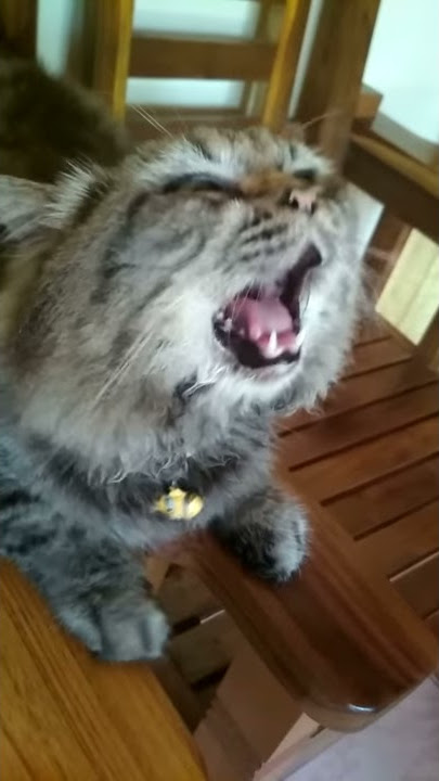 Kucing Bersin ( kucing flu)