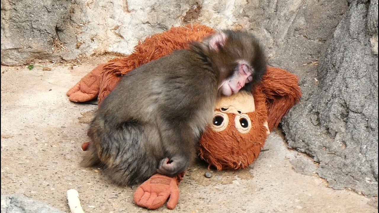 20260220 市川市動植物園　遊び疲れて眠っているパンチくん　飼育員さんに飛びつくパンチくん　ニホンザルの赤ちゃん　#がんばれパンチ
