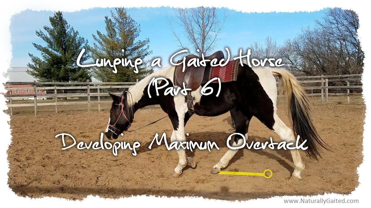 Lunging a Gaited Horse (Part 6) Developing Overtrack GaitedHorse YouTube