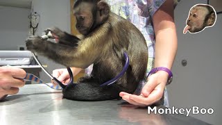 Monkey Vet Visit!