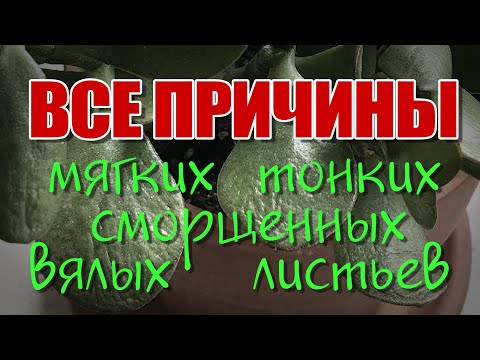 ДЕНЕЖНОЕ ДЕРЕВО. ТОЛСТЯНКА. КРАССУЛА. МЯГКИЕ ТОНКИЕ СМОРЩЕННЫЕ ЛИСТЬЯ. ПОЧЕМУ ВЯНУТ? ПРИЧИНЫ.