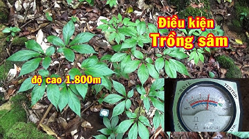 Điều kiện khí hậu, thổ nhưỡng trồng sâm Ngọc Linh | Phiên chợ sâm Ngọc Linh