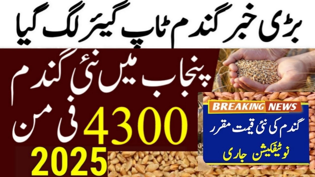 Today Wheat price in punjab | گندم کا ریٹ 2025 | wheat price 2025 in ...