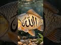Jannat !