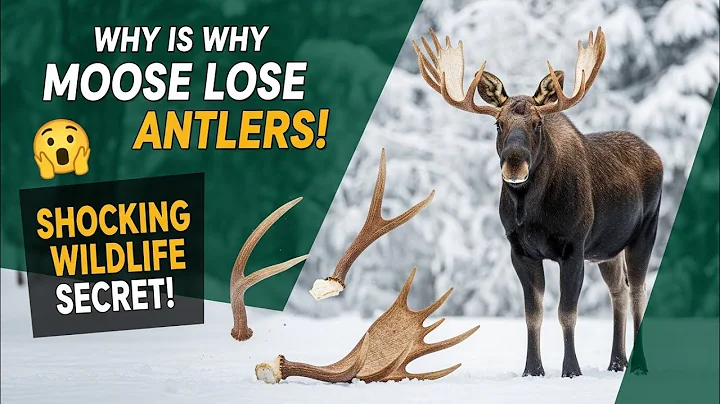 This Is Why Moose Lose Their Antlers**