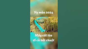 Máy cắt lúa dí cù bắt chuột #mientay
