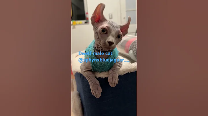 Watch the video about #sphynx #bambino #kitten #cat #catvideos #cute #dwelf #elf #catlover