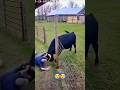 Ele Achou Que Dava! 🐂 #curiosidade #boi