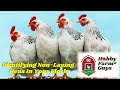 Identifying the hens in your flock that arent laying eggs