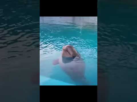 Cute Baluga Whale #beluga #animals #cuteanimals #babyanimals #cute
