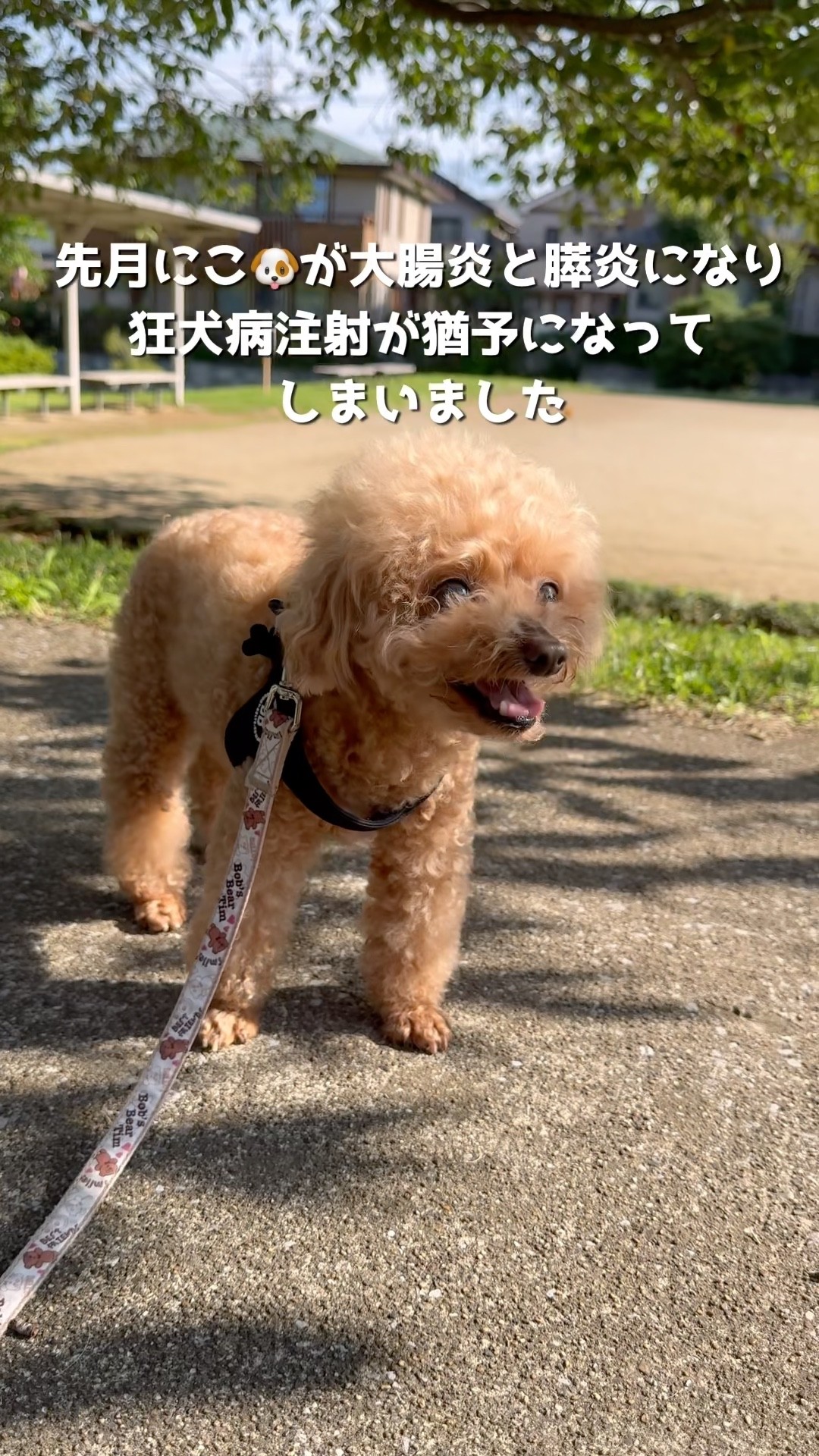 Adult 2 Dog 2 - YouTube