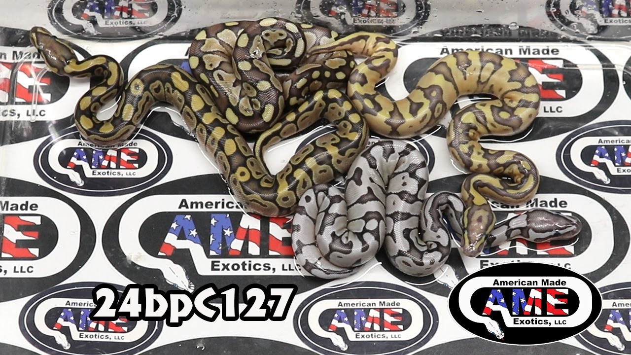 24bpC127 fm Enchi Fire Double Het Hypo VPI Axanthic x m Hypo Lesser ...