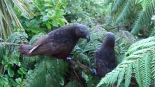 Amorous Kaka