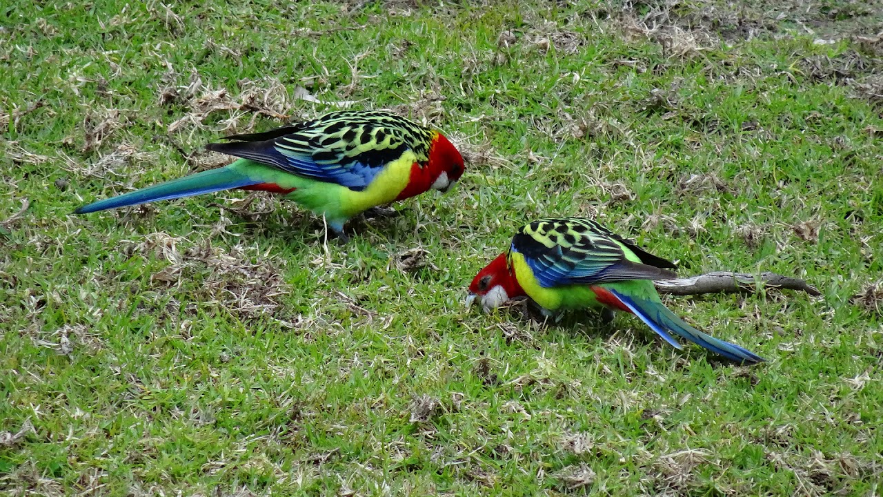 Canto da rosela-eximius