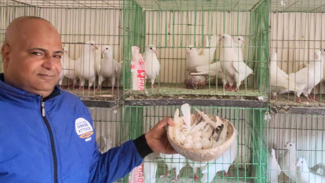 موجود مجموعه حمام لاحم فرنساوي🫣 و رومي عند عم ابراهيم الشوحه 01111524190#العناني 