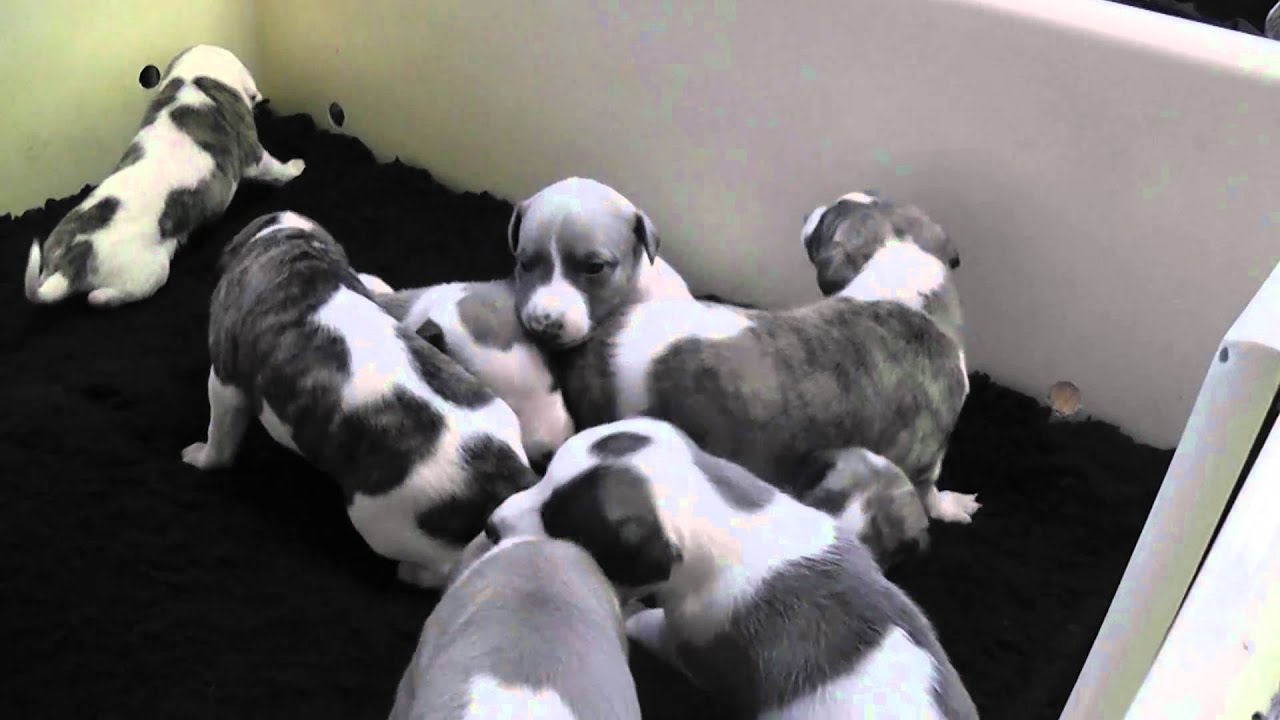 Minky S Whippet Puppies 3 Weeks Old Youtube