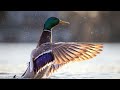 Joak-The Rise And Waddle [piano song by joak]