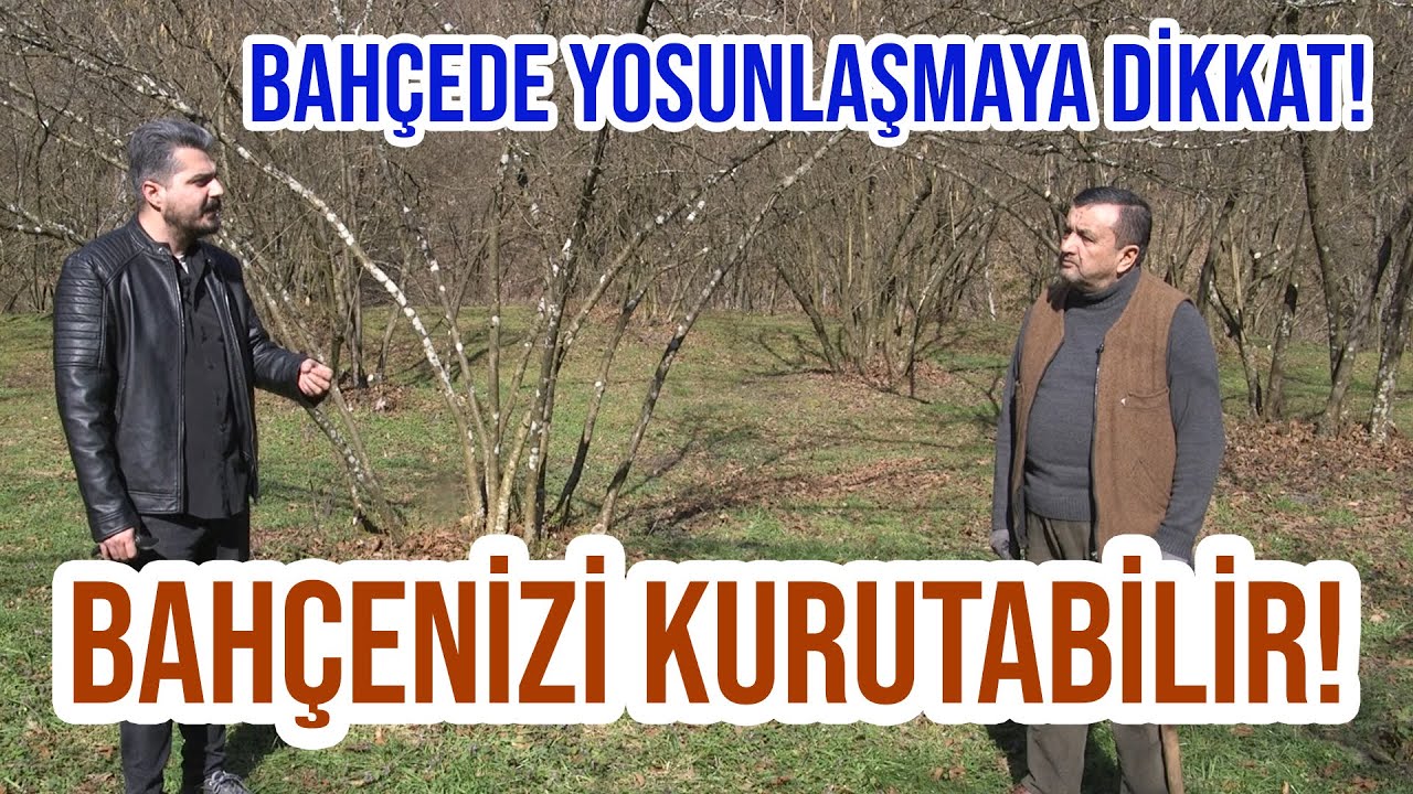 Bahçede Yosunlaşmaya Dikkat! Bahçenizi Kurutabilir!- Derdimiz Fındık