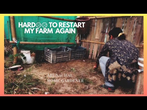 All my chickens get killed😡😡😡..so need to restart my farm again😭😭😭😭 ...